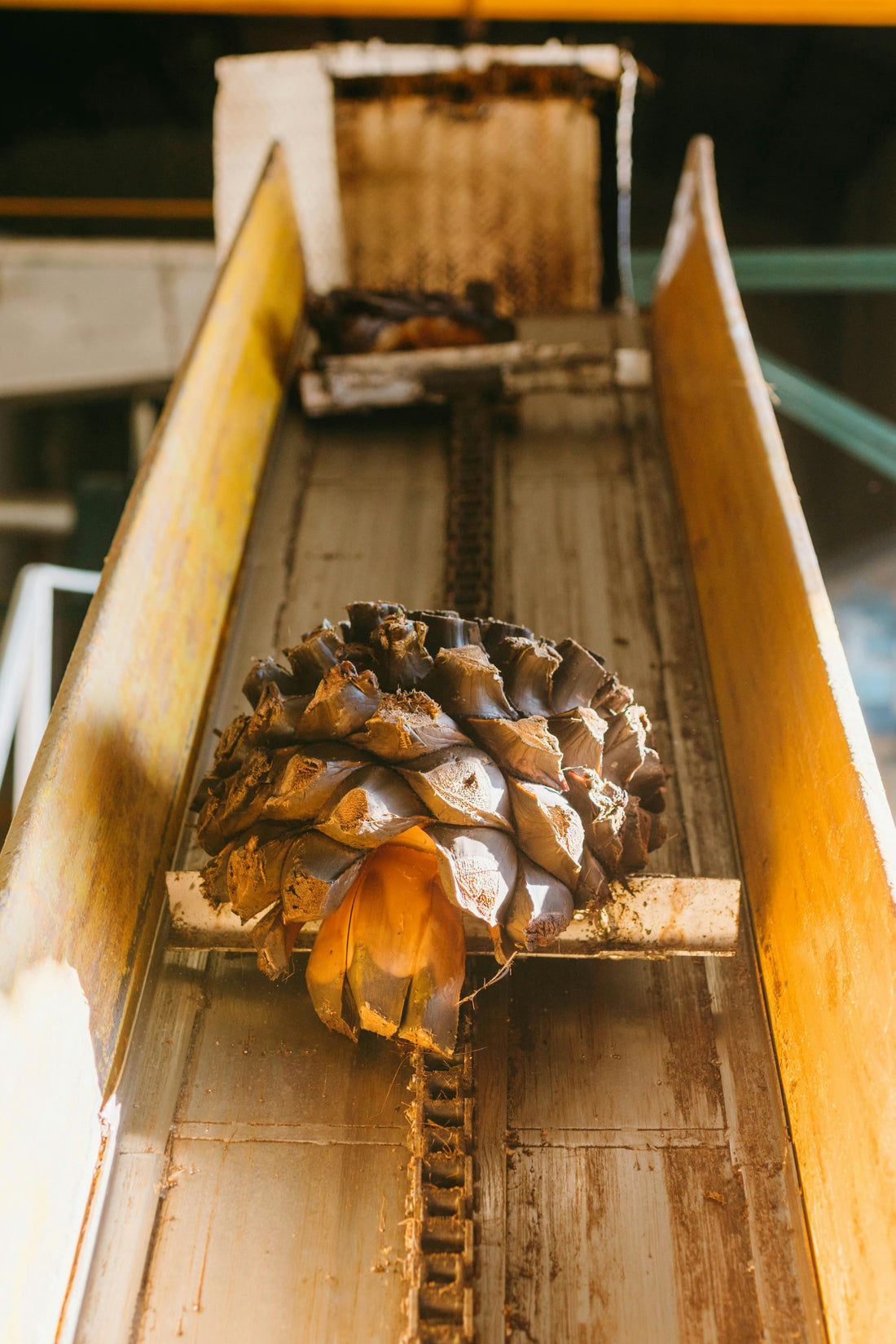 From Agave to Excellence: The Casa Ajurra Process